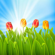 Summer background