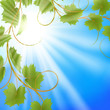 Summer background