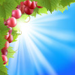 Background with vine