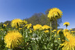 Wildflower on meadow, dandelion. Wildflower on meadow, dandelion.