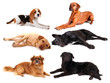 Photo: Hundegruppe Hundegruppe