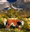 Foto: Mount Fitz Roy, Patagonia, Argentina Mount Fitz Roy, Patagonia, Argentina
