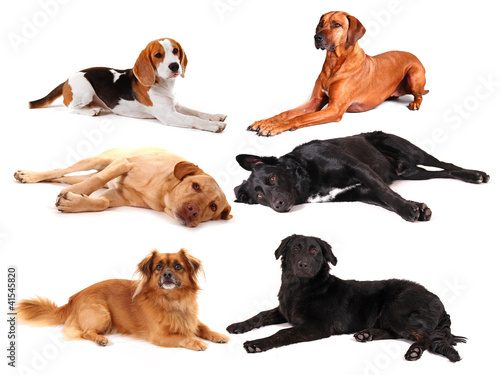 Foto: Hundegruppe Hundegruppe