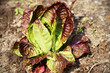 Red lettuce in the garden Red lettuce in the garden