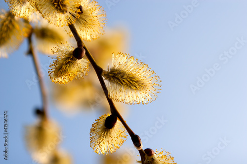 Photo: blooming catkins of willow against the sky blooming catkins of willow against the sky