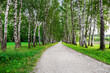 path in birch forest path in birch forest