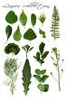leaf collection on isolated background
