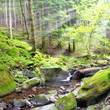 small river with few water in the forest small river with few water in the forest