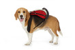 chien beagle avec cartable chien beagle avec cartable