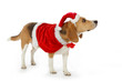 chien beagle en père noël chien beagle en père noël