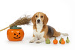 chien beagle dans décor Halloween chien beagle dans décor Halloween