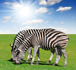 zebras