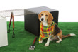 chien beagle avec barbecue