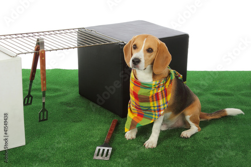 Foto: chien beagle avec barbecue chien beagle avec barbecue