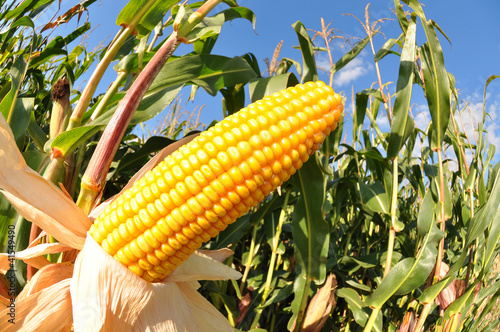 Photo: Corn field Corn field