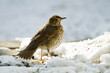Turdus philomelos - Grive musicienne - Song Thrush