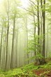 Landscape of beech forest on a foggy spring morning