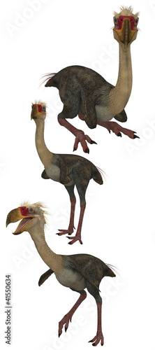 Illustration: Phorusrhacos Phorusrhacos
