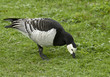 Barnacle goose