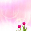 Tulip with nice pink background Tulip with nice pink background