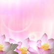 Beautiful Lotus for adv or others purpose use Beautiful Lotus for adv or others purpose use