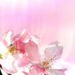 Sakura with nice pink background Sakura with nice pink background