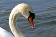 swan