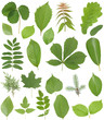 Collection leaves