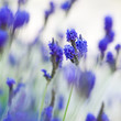 lavender flowers