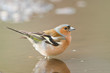 Buchfink, Chaffinch, Fringilla coelebs