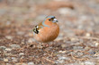 Buchfink, Chaffinch, Fringilla coelebs