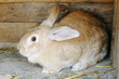 brown bunny