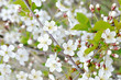 cherry blossoms