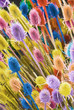 Colorful painted thistle