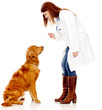 Dog at the vet