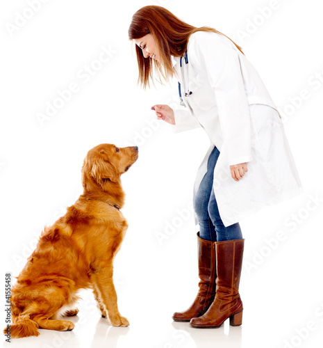 Foto: Dog at the vet Dog at the vet