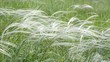 Feather grass swaying on a strong wind in the field Feather grass swaying on a strong wind in the field