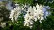 Flowers of a white acacia swaying on a wind Flowers of a white acacia swaying on a wind