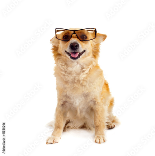 Photo: Cane con gli occhiali Cane con gli occhiali
