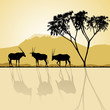 African landscape flora and fauna in sunset time with antelopes. African landscape flora and fauna in sunset time with antelopes.