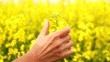 Video: Woman caresses canola Woman caresses canola