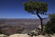 The south rim of the Grand Canyon and a pine tree. The south rim of the Grand Canyon and a pine tree.