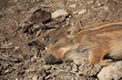 Wildschwein in Nahaufnahme Wildschwein in Nahaufnahme