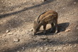Wildschwein in Nahaufnahme Wildschwein in Nahaufnahme