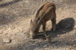 Wildschwein in Nahaufnahme Wildschwein in Nahaufnahme