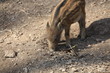 Wildschwein in Nahaufnahme Wildschwein in Nahaufnahme