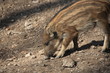 Wildschwein in Nahaufnahme Wildschwein in Nahaufnahme