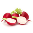 .Small garden radish  .