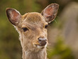 Photo: Reh (Capreolus capreolus) Reh (Capreolus capreolus)