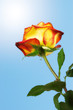 beautiful orange rose
